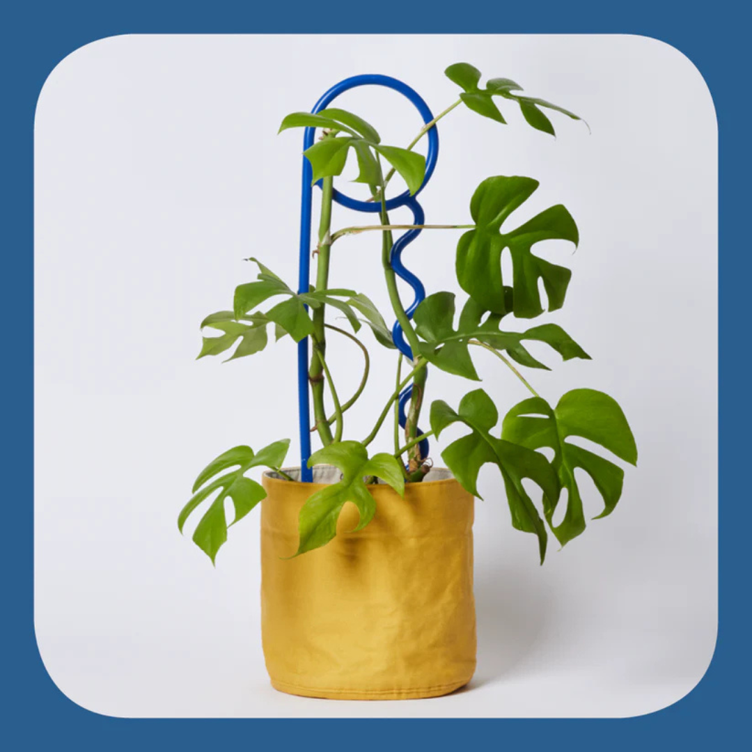 Lucky Things Plant Pins