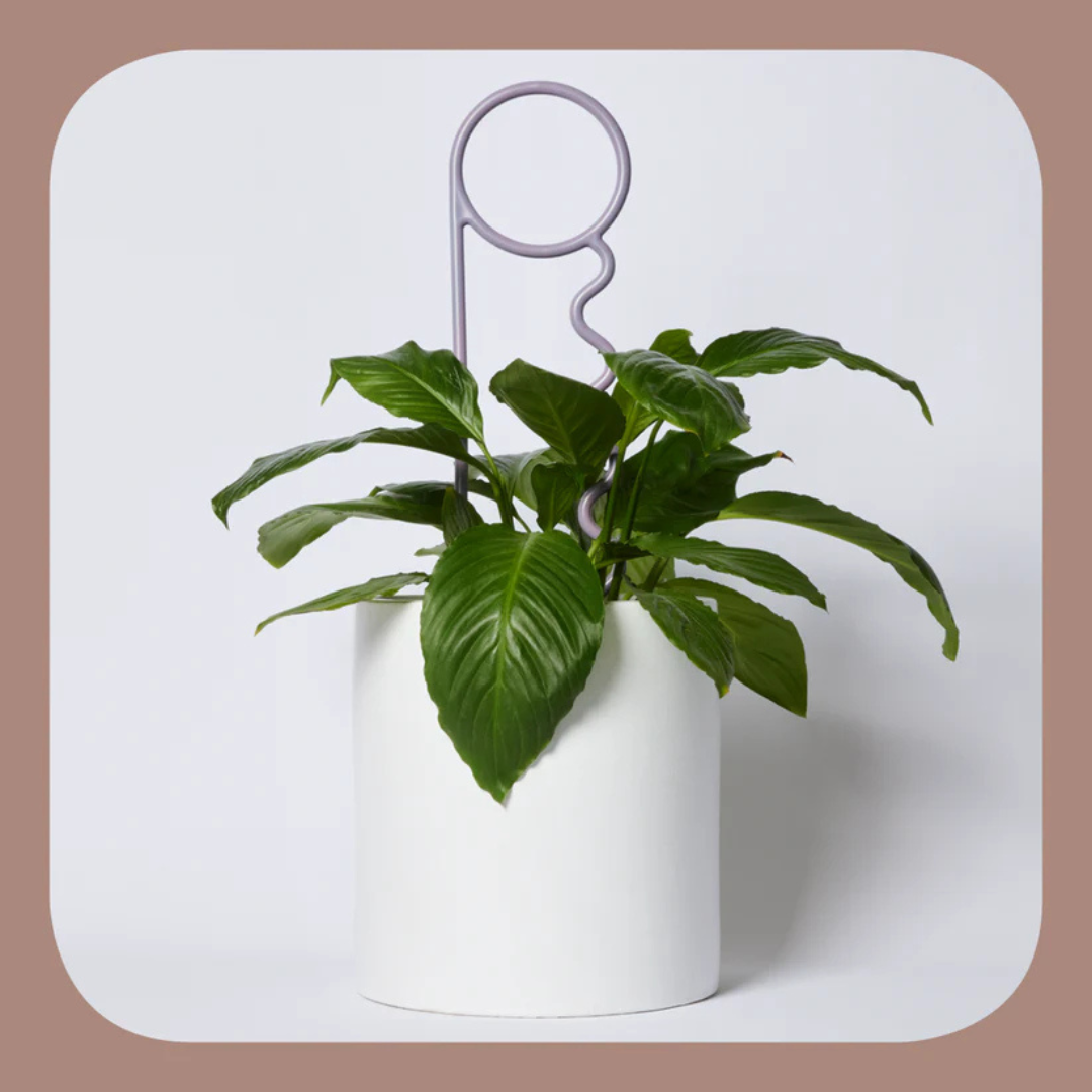 Lucky Things Plant Pins